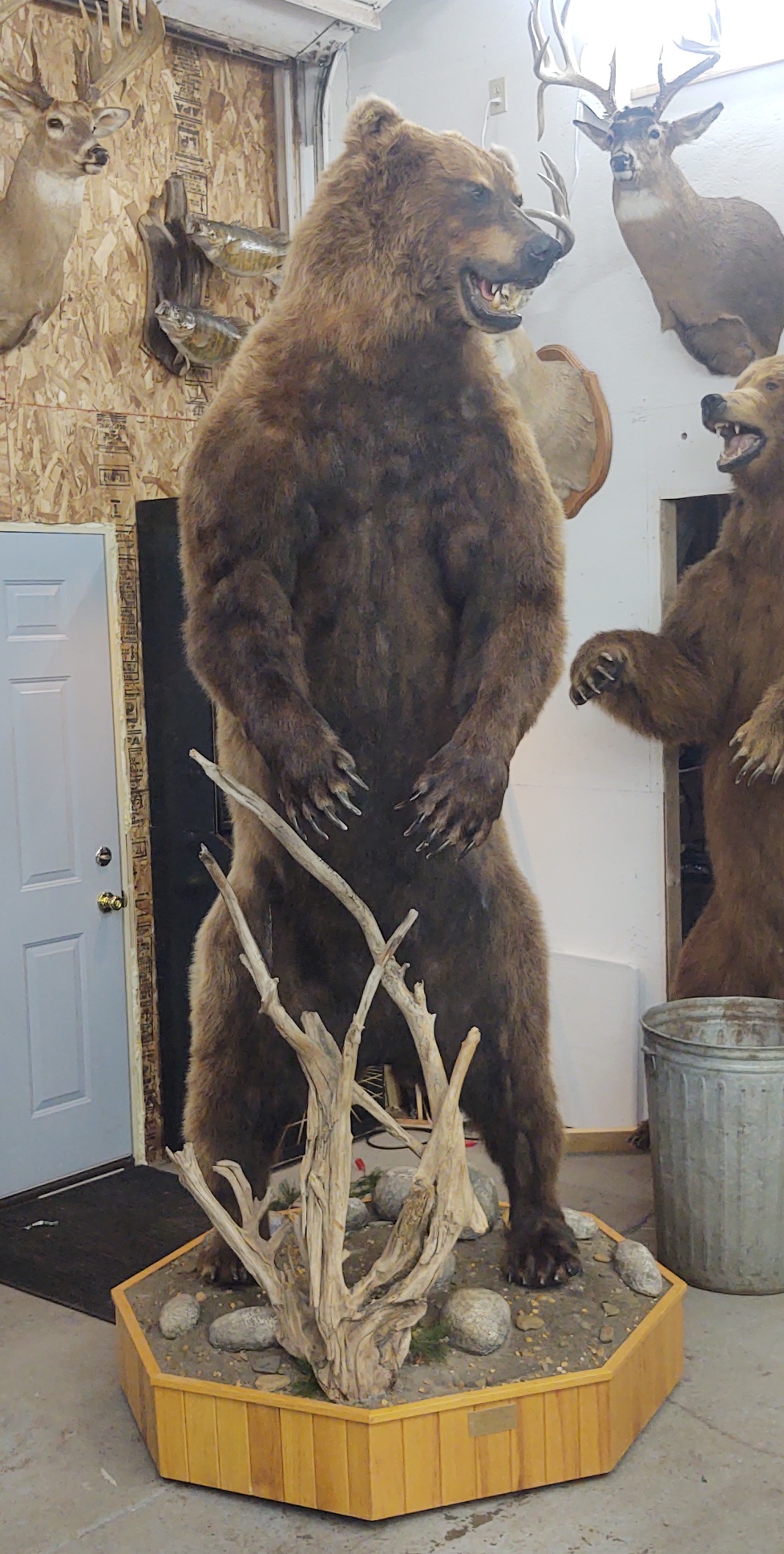 Mac's Taxidermy, Mooseheads for Sale, Taxidermy for sale, Taxidermy